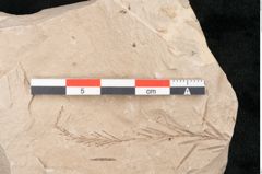 Foto (Detailansicht) von Taxodium distichum miocenicum Heer (NHMW-GEO-2024-0188-6420)